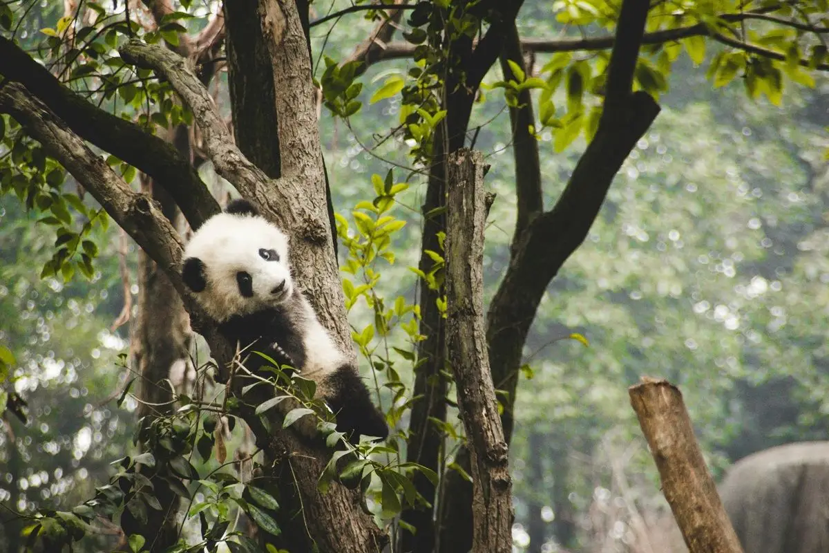 Panda-in-a-tree.jpg