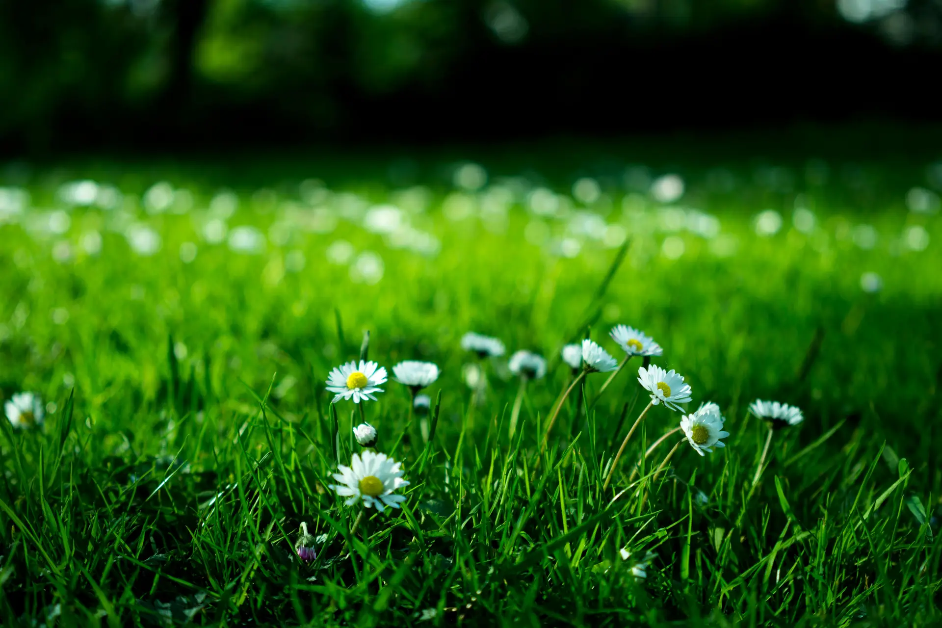 Bunch of white daisies in a grass field.