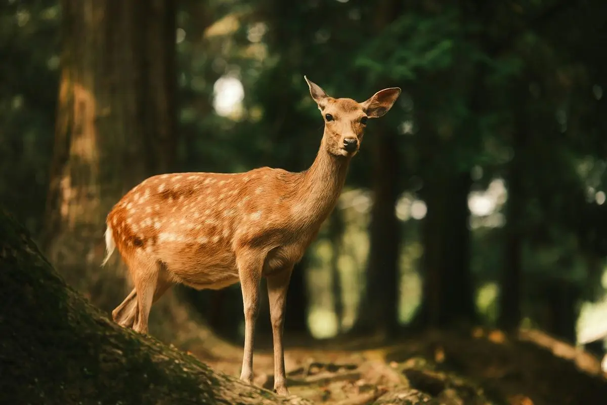 A deer looking at the camera.