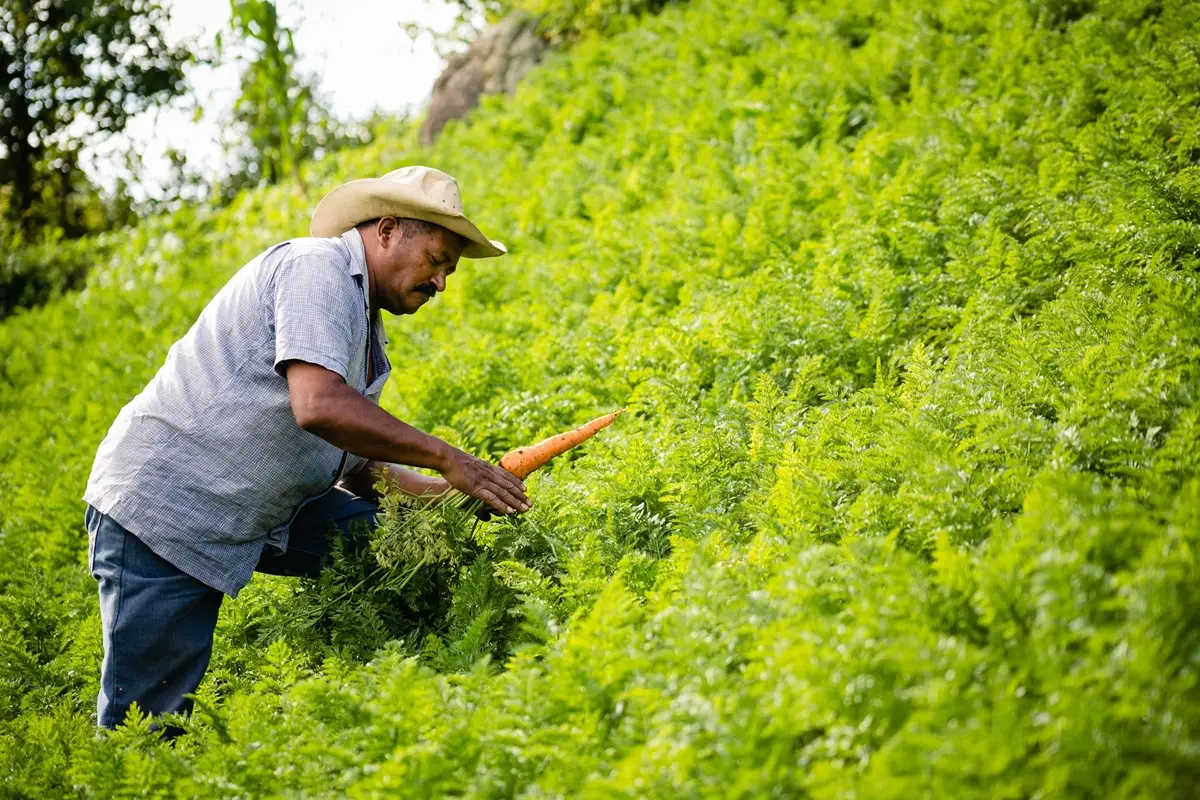 A farmer in Honduras carefully harvests carrots from a vibrant green field, showcasing sustainable agriculture.
