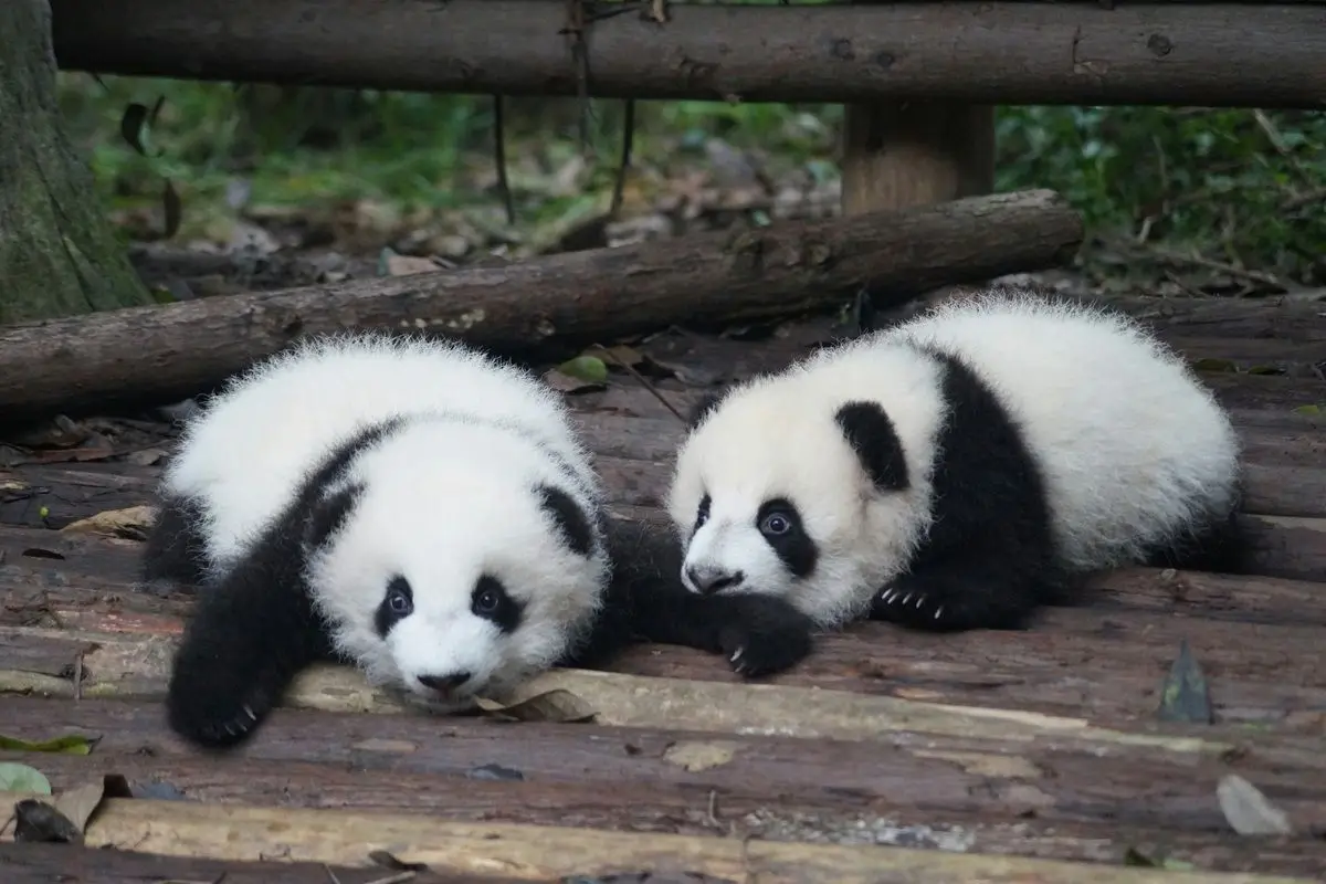 Two-panda-cub-playing.jpg