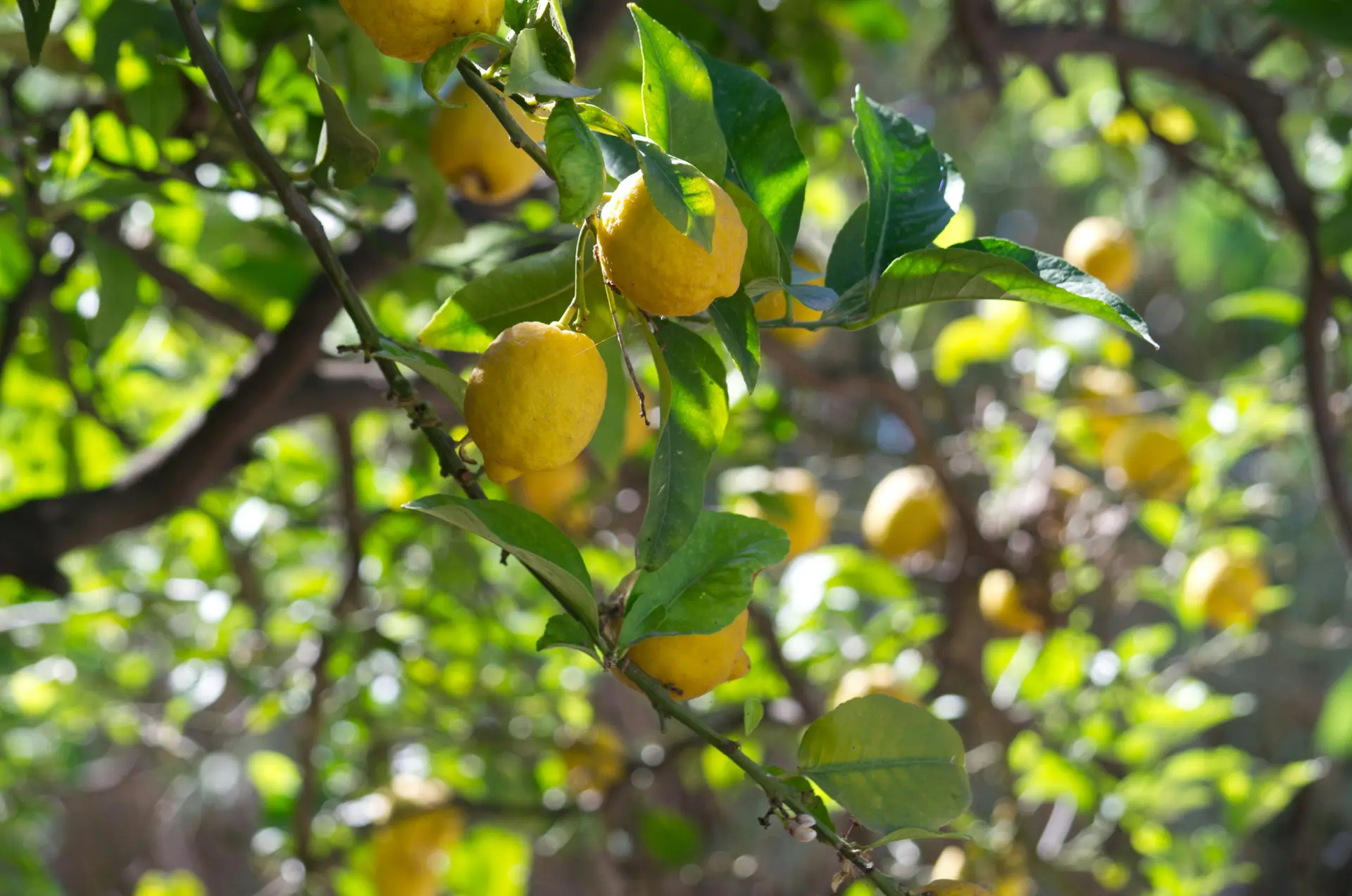 Bunch of ripe yellow lemons on a tree branch.