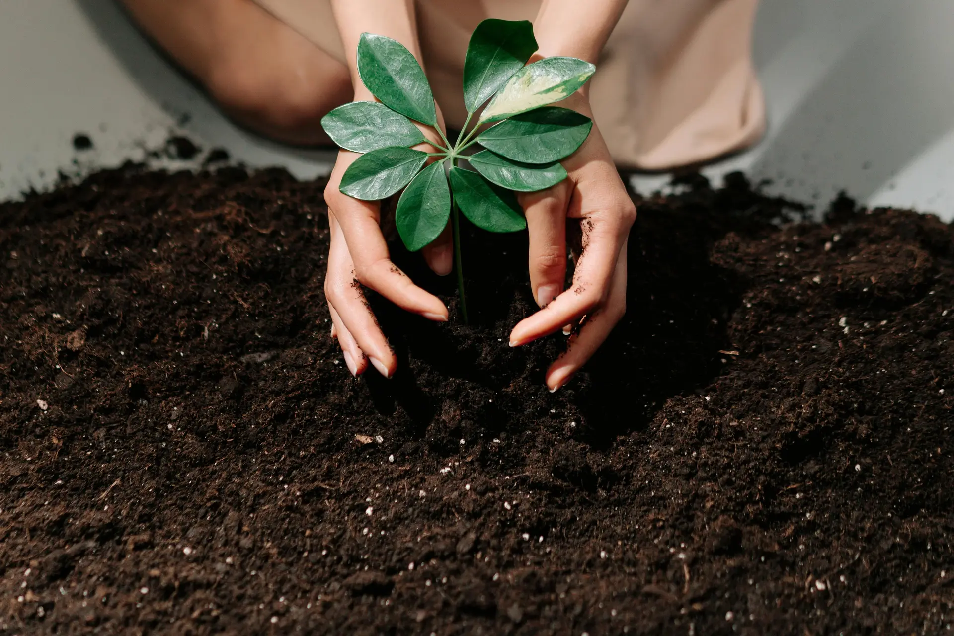 A Person Planting on a Soil