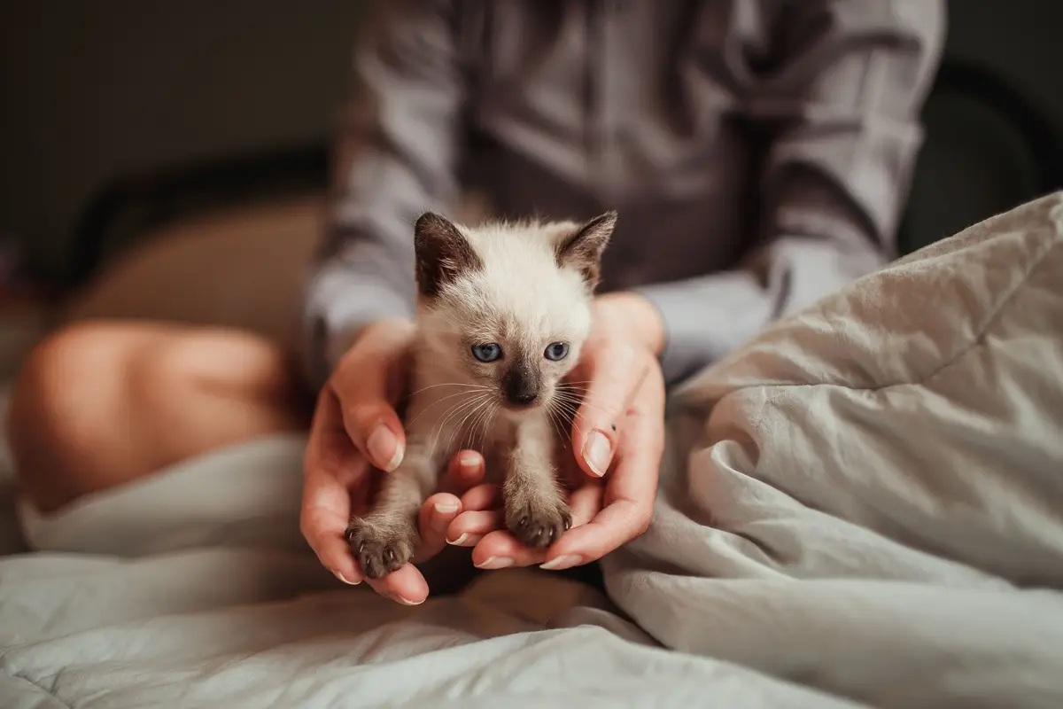 A cute Siamese kitten being held gently in hands indoors.