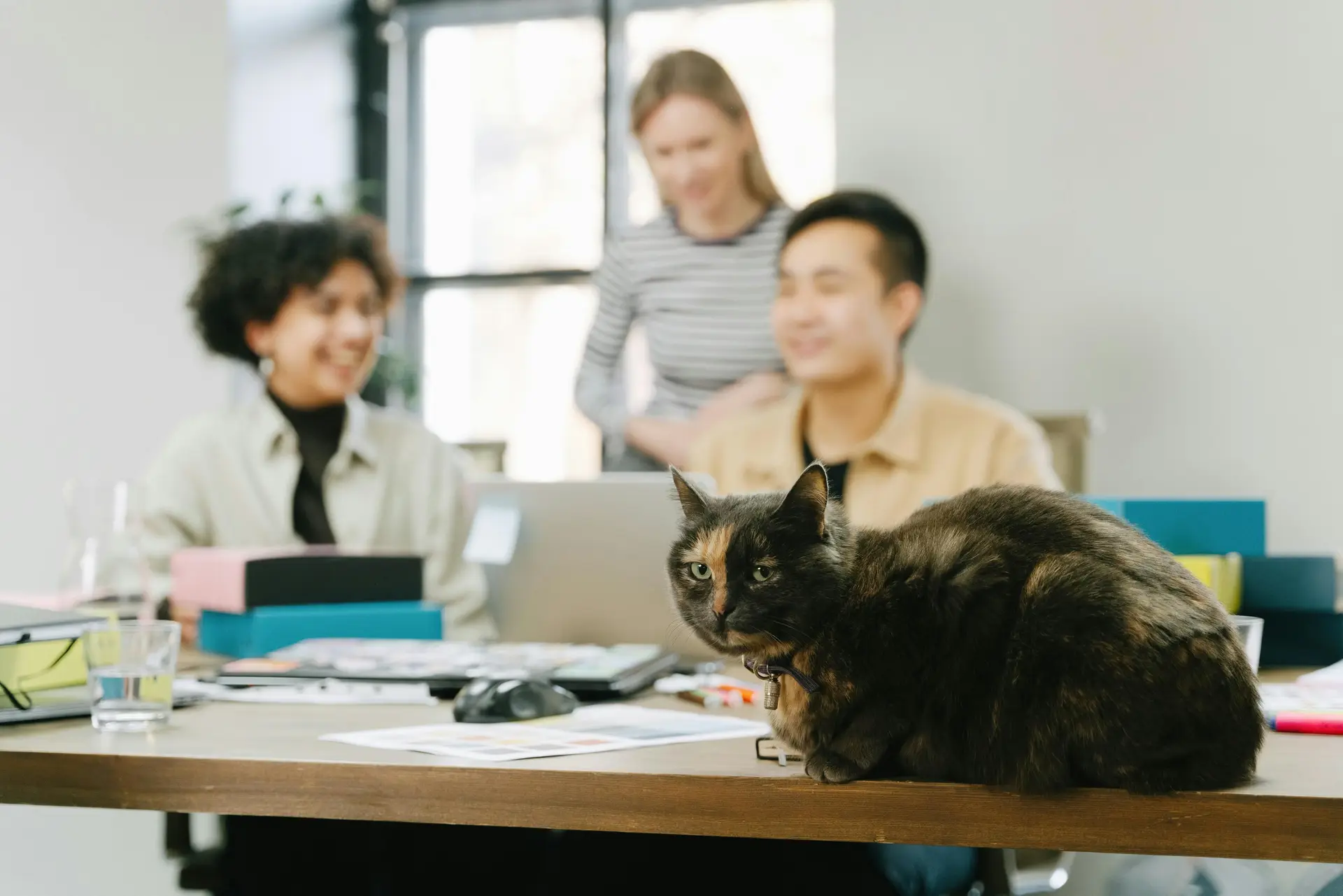 A cat sitting on a office table while there are three person working, they are out of focus.