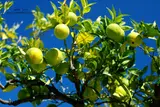 Plant a Lemon Tree Day