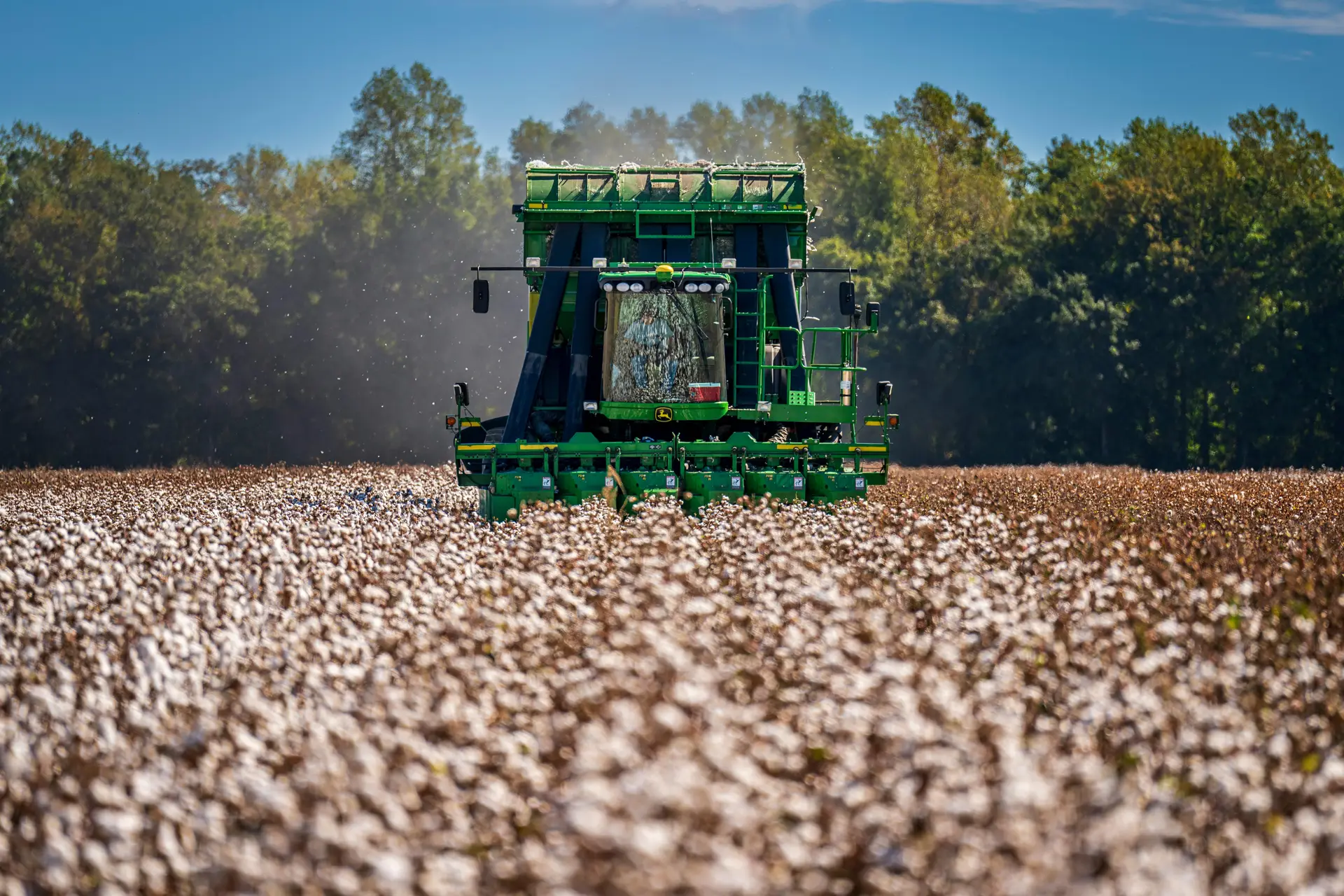 A green colored cottonpicker in a cotton field picking ripe cottons.