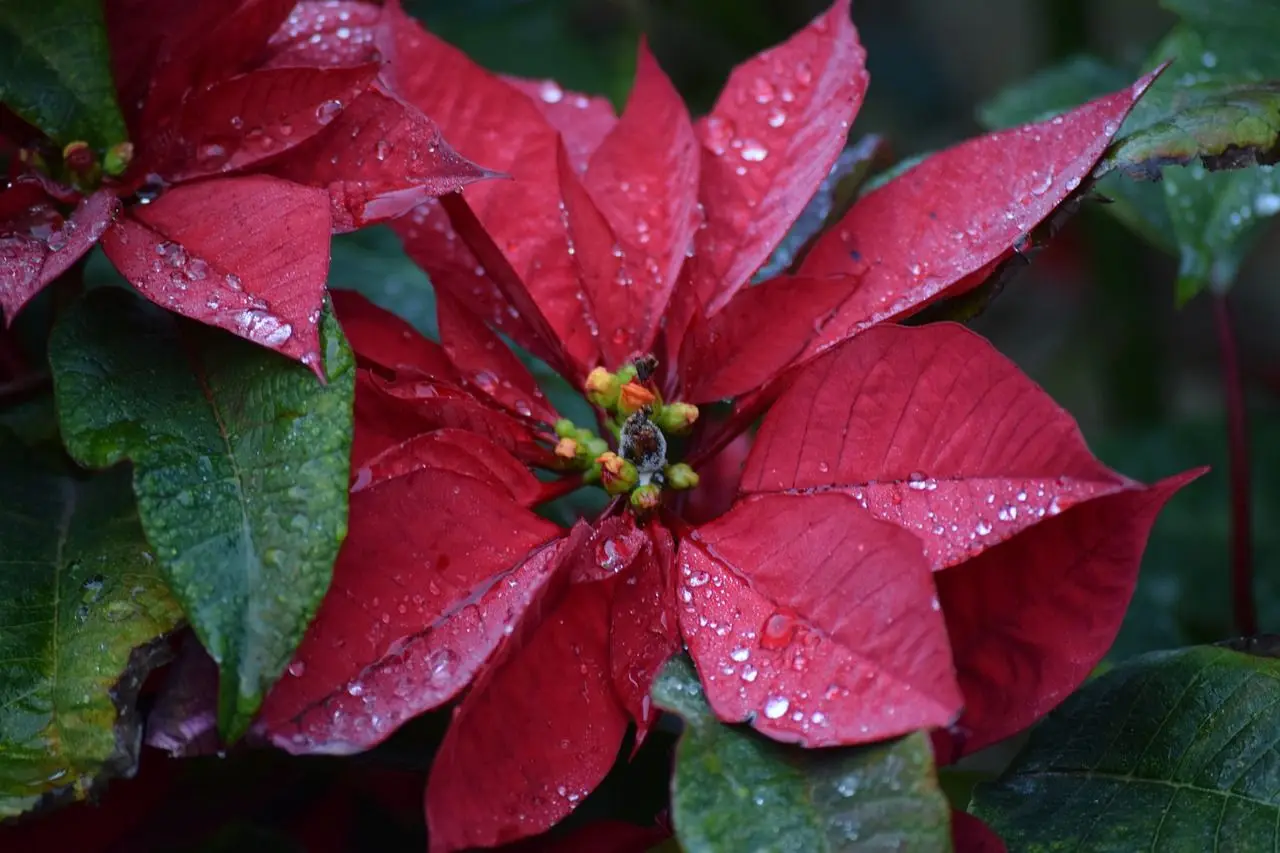 flower-4971741_1280.jpg