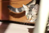 Respect Your Cat Day