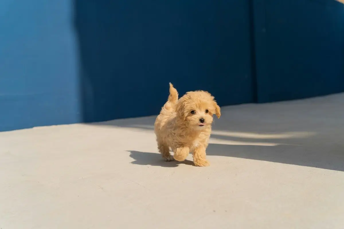 A-puppy-walking-and-doing-a-mlem.jpg