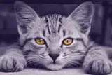 National Cat Day