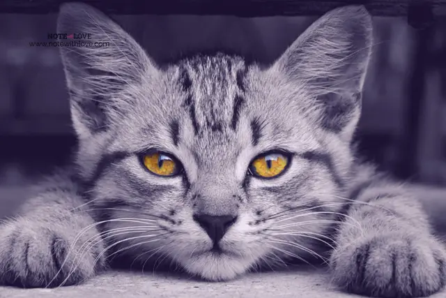 National Cat Day