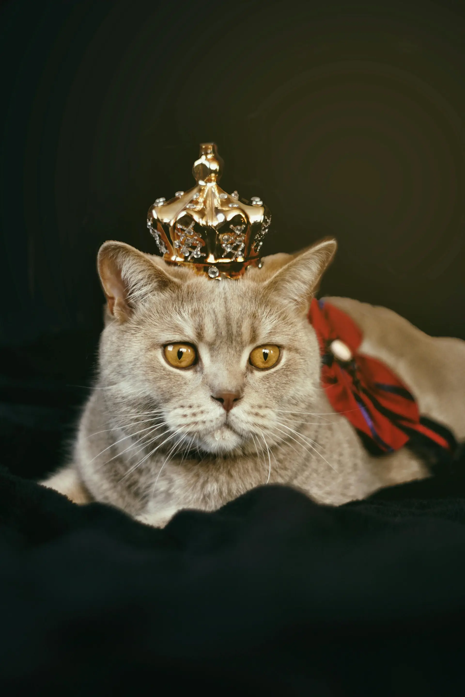 A cat sitting with a crown on its head and a red bow on the body.
