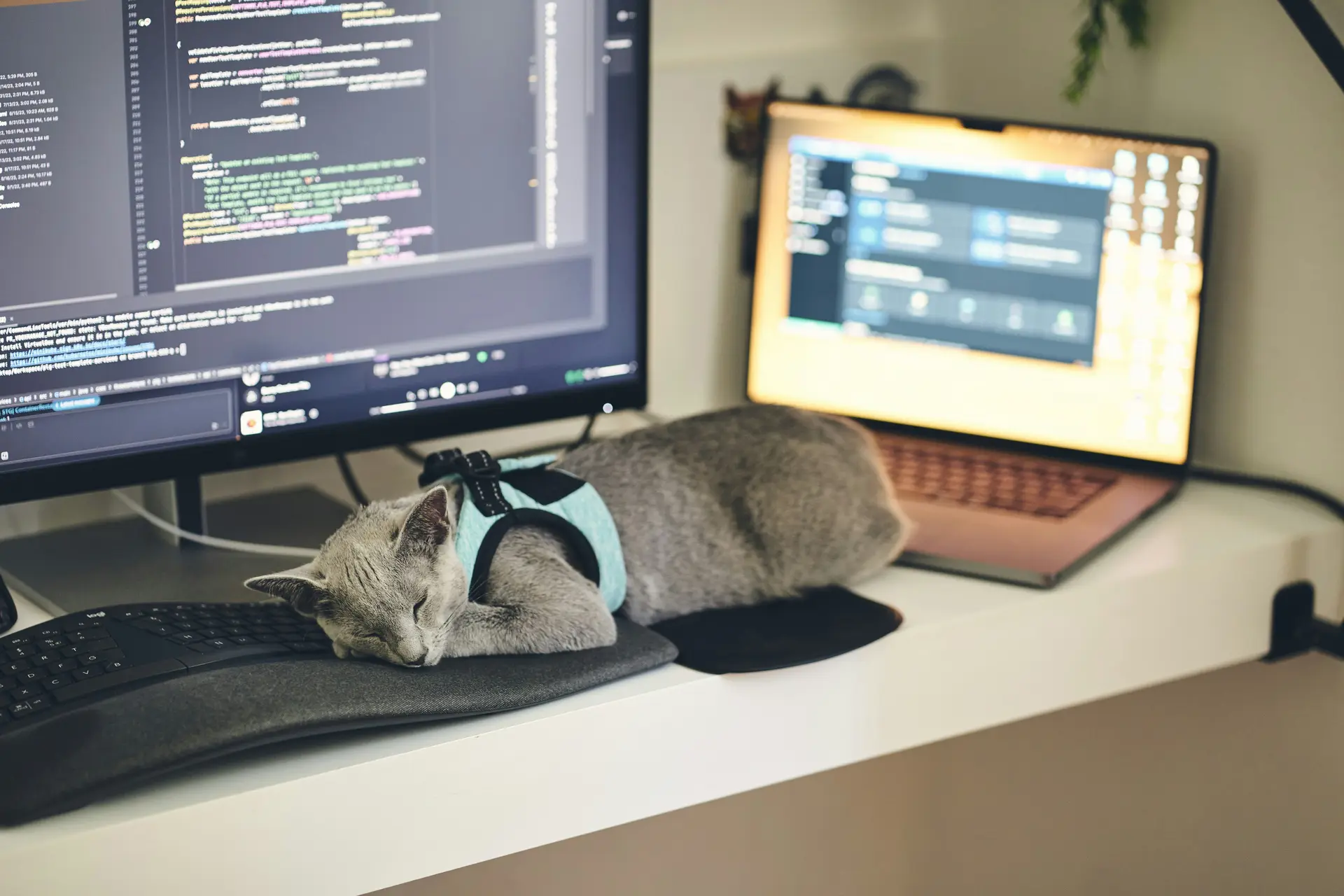 A cat wearing a harness sleeping on a computer desk.