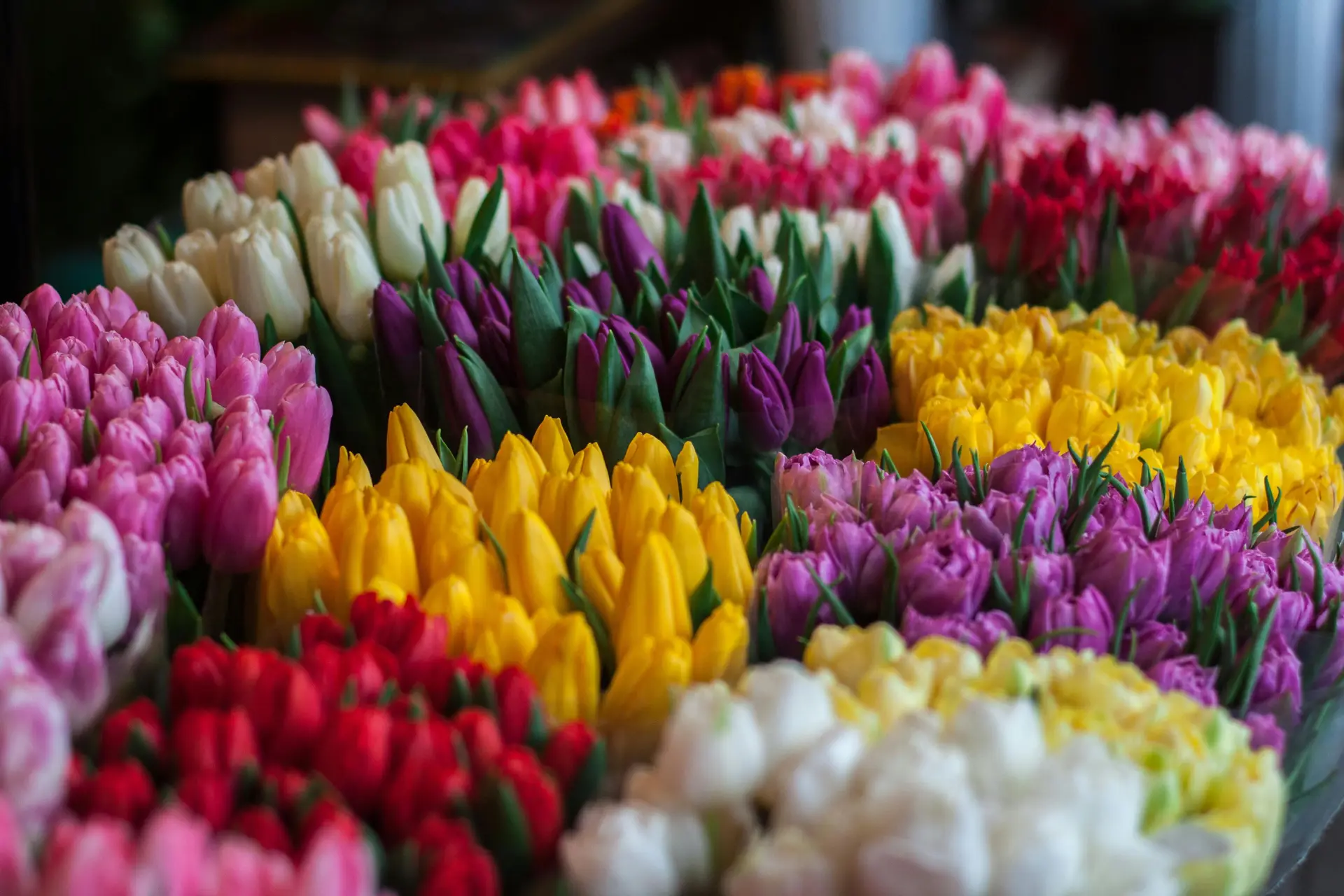 An assortment of different types and colors of flowers.