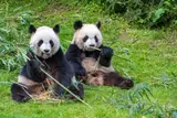 National Panda Day