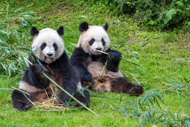 National Panda Day