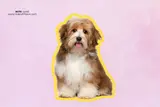 International Dog Day