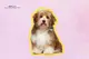 International Dog Day
