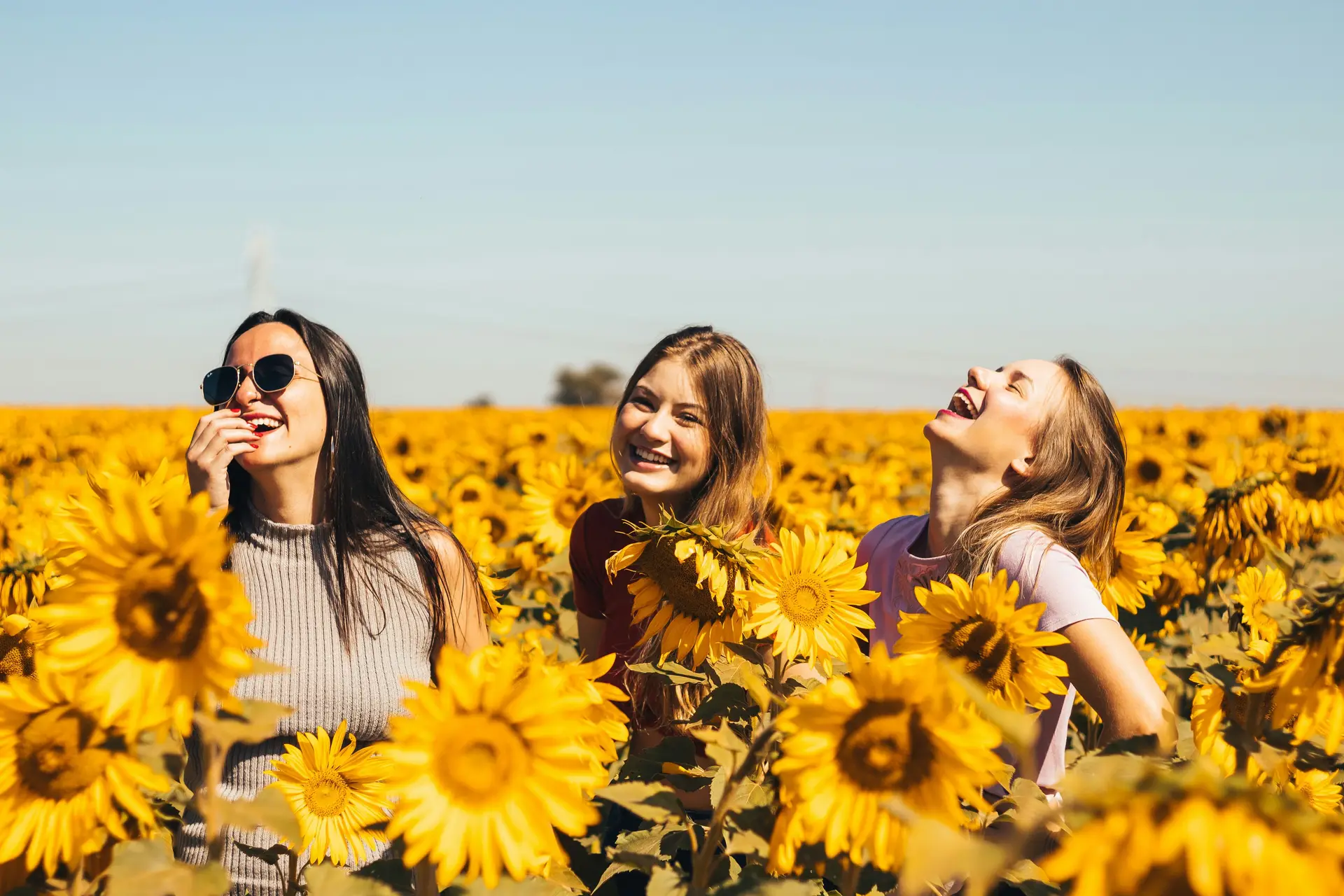 3 woman are standing and laughing in a sunflower field.