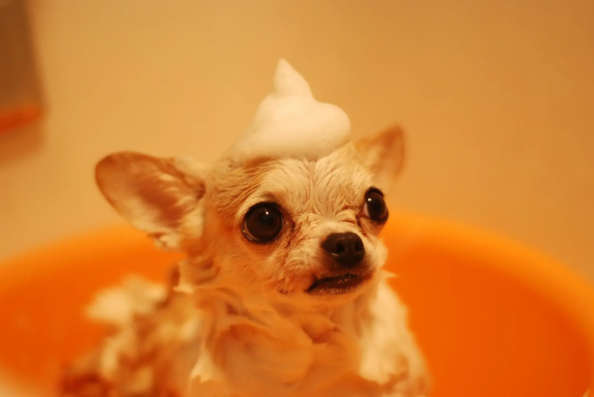A Chihuahua bathing.