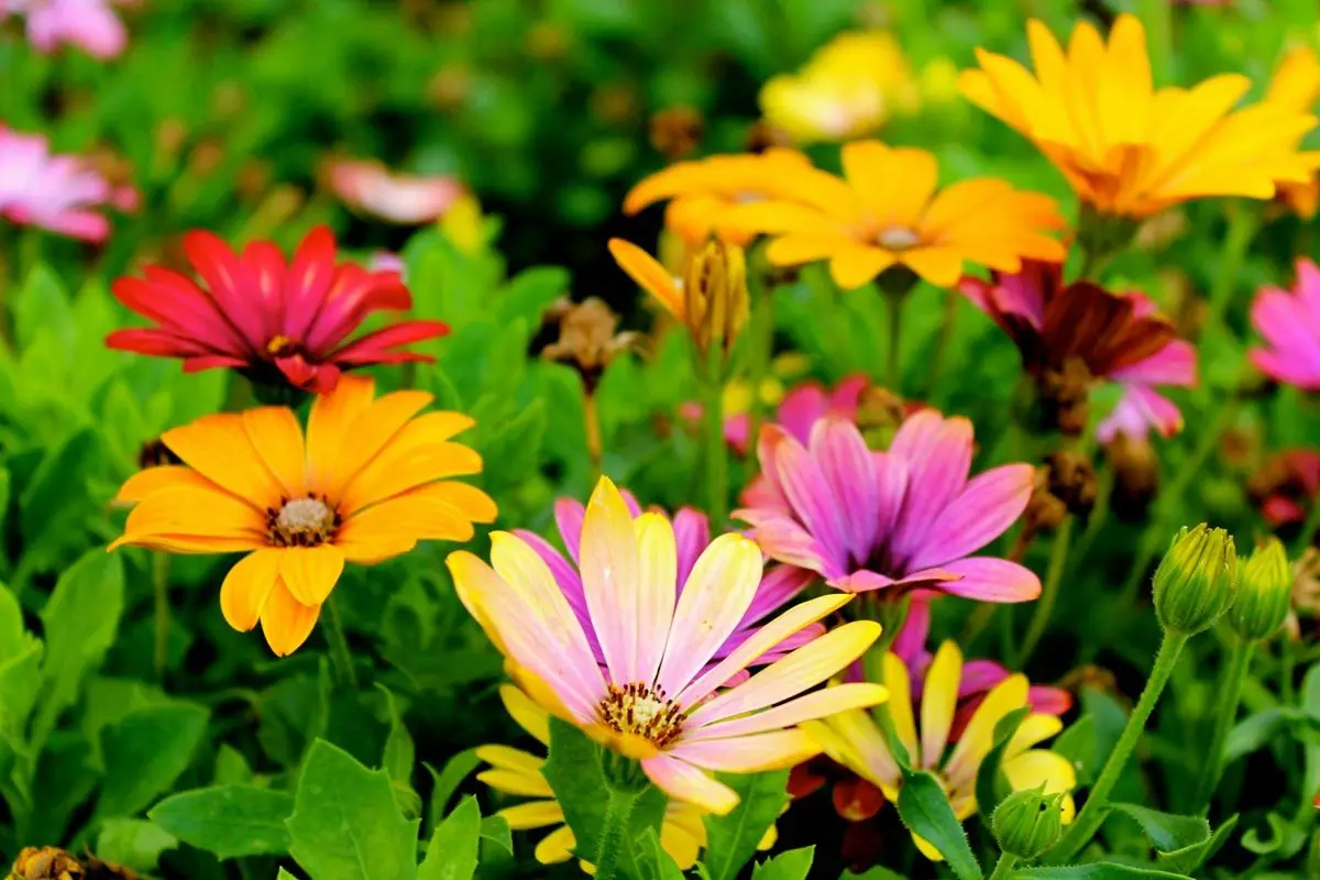 Different types and colors of flowers in a outdoor garden during day time.