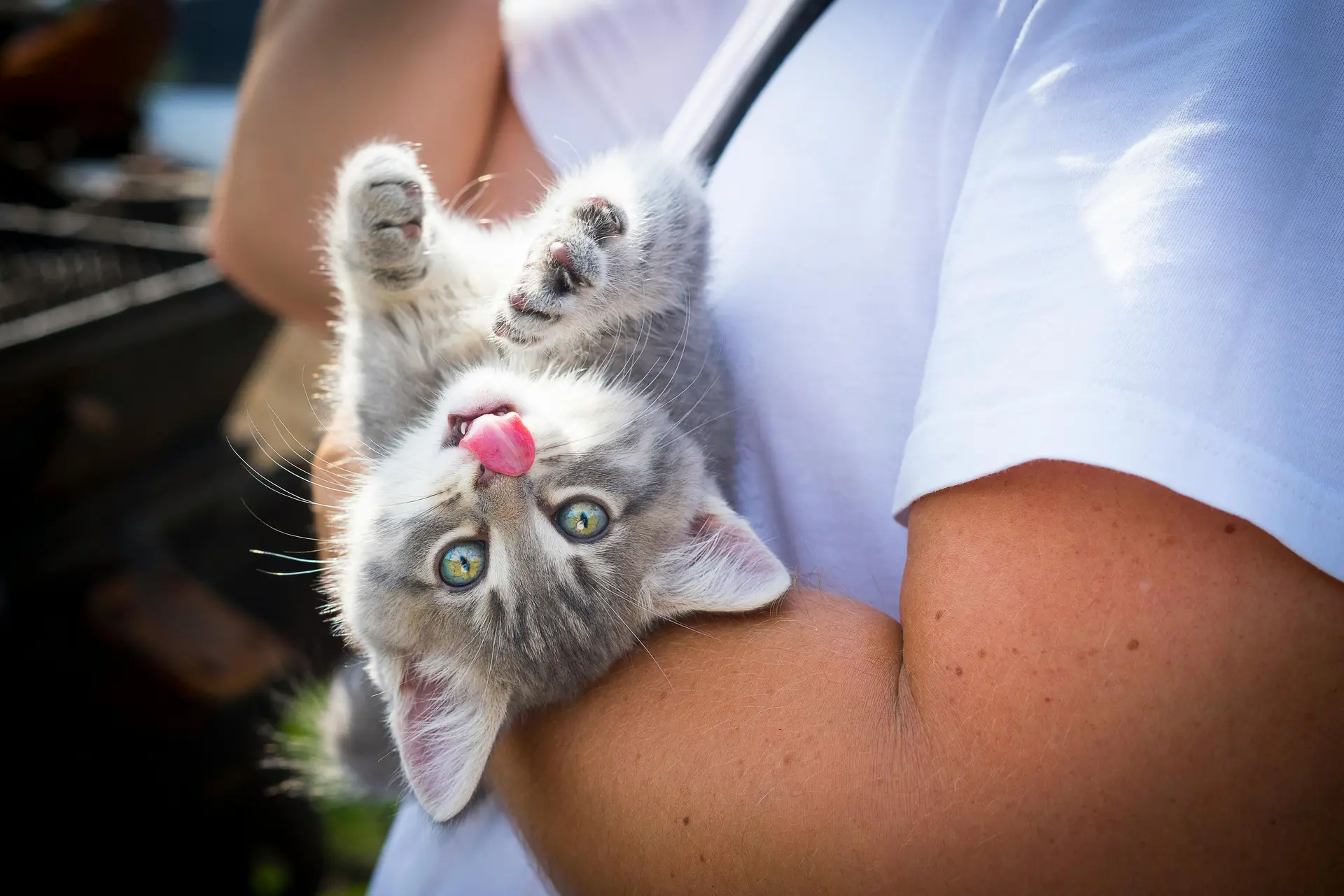 A person holding a cat in their arms.