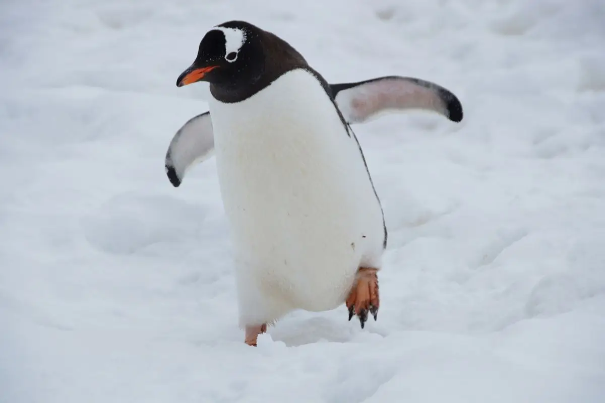 A penguin on snow covered ground during daytime.