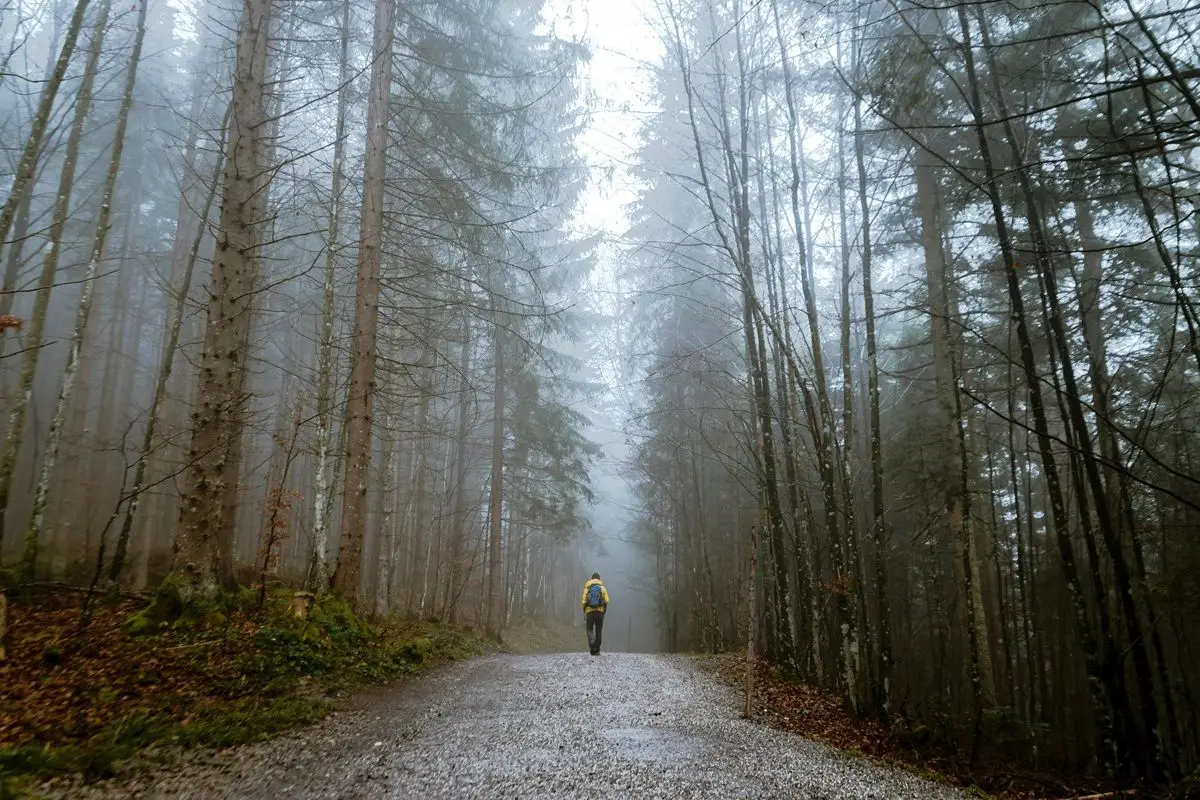 A person in yellow jacket walking a lonesome forest path all alone.