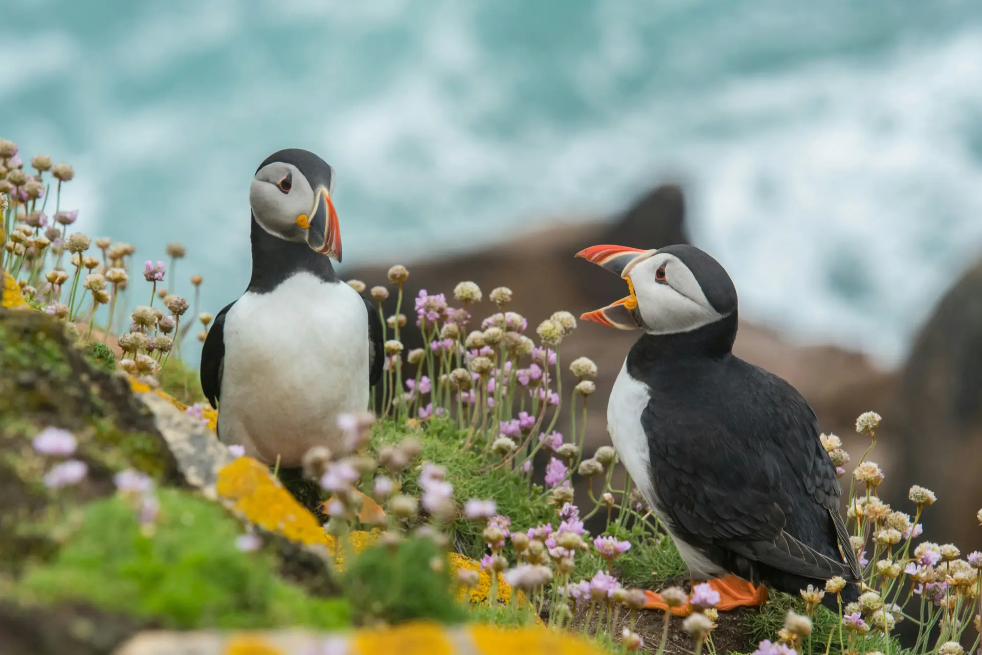 Two Atlantic Puffins in on an island.