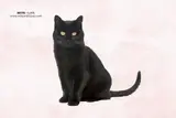 National Black Cat Day