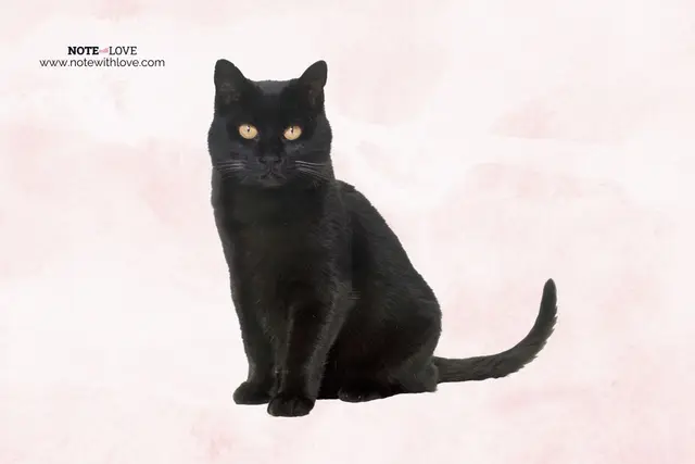 National Black Cat Day