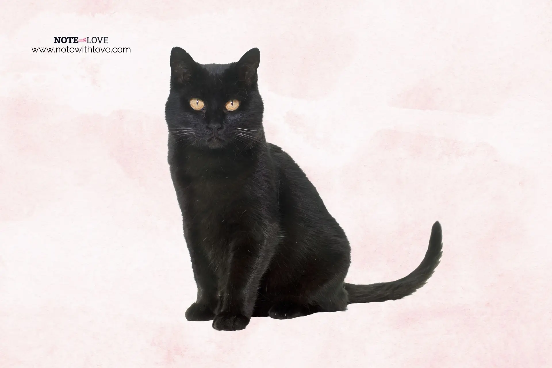 National Black Cat Day