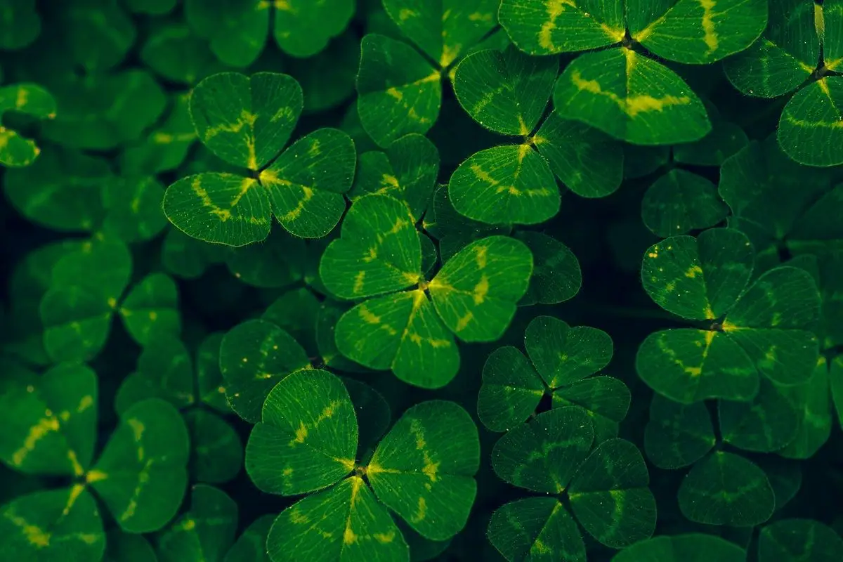 Bunch of green shamrocks.