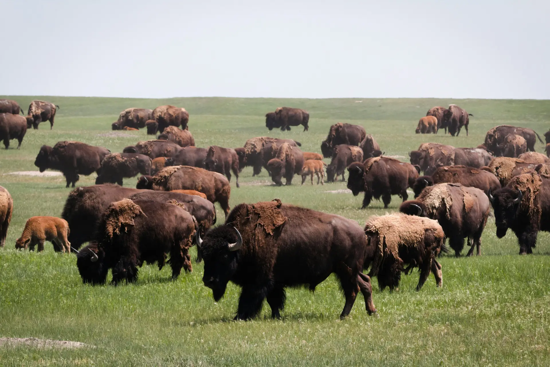 A group of buffalo roaming in the open plain of america.