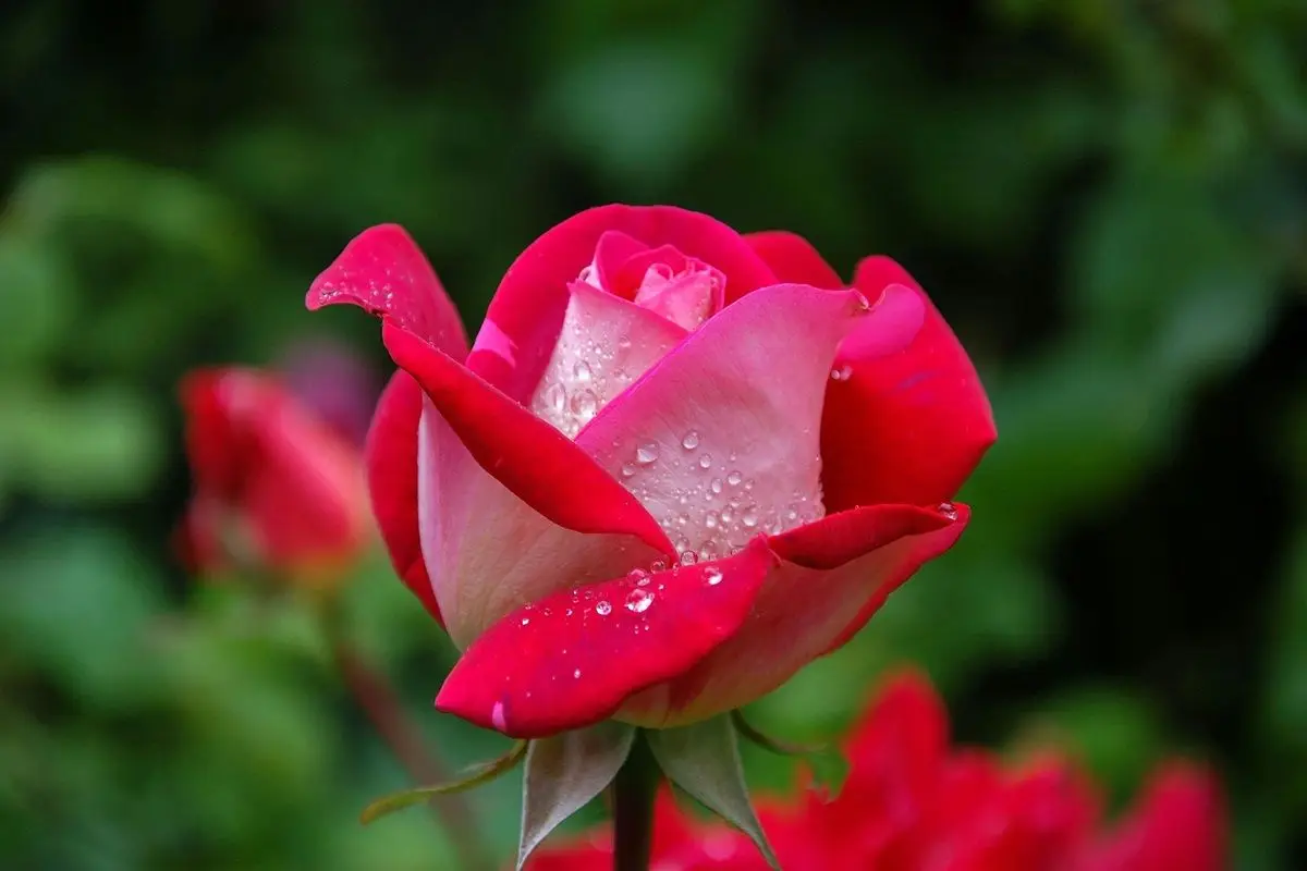 A-rose.jpg