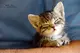 National Kitten Day
