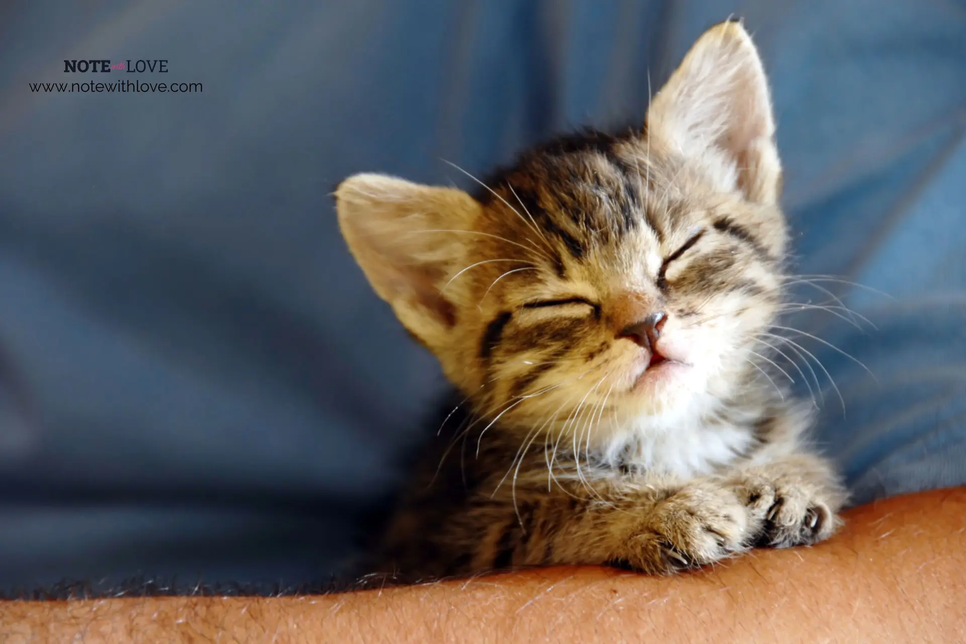 National Kitten Day