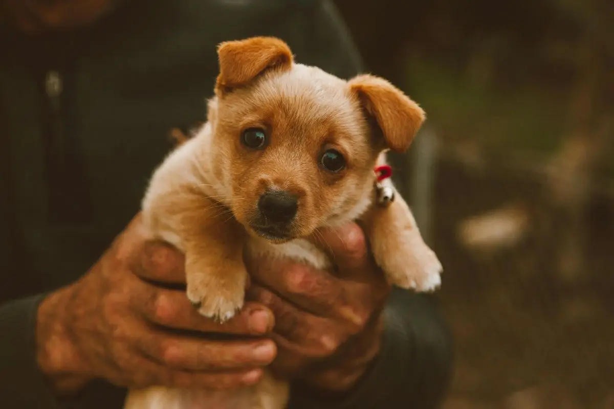 A-person-holding-a-puppy.jpg