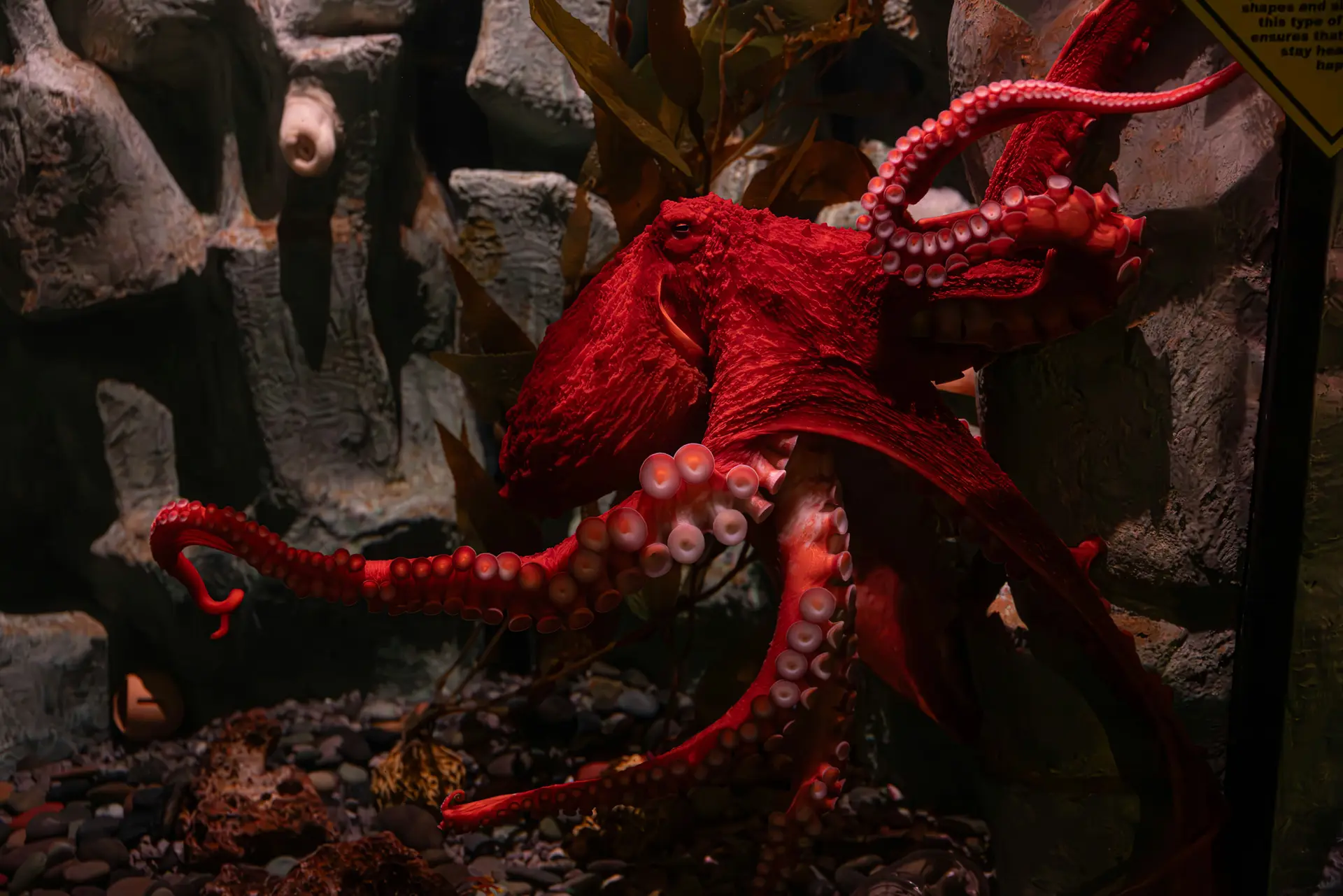 A red octupus underwater.