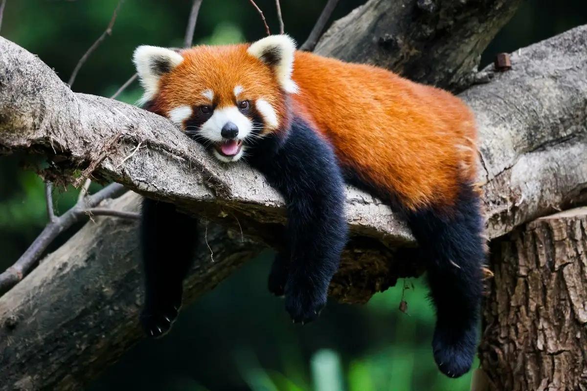 A red panda laying on a tree branch.