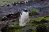 National Penguin Day