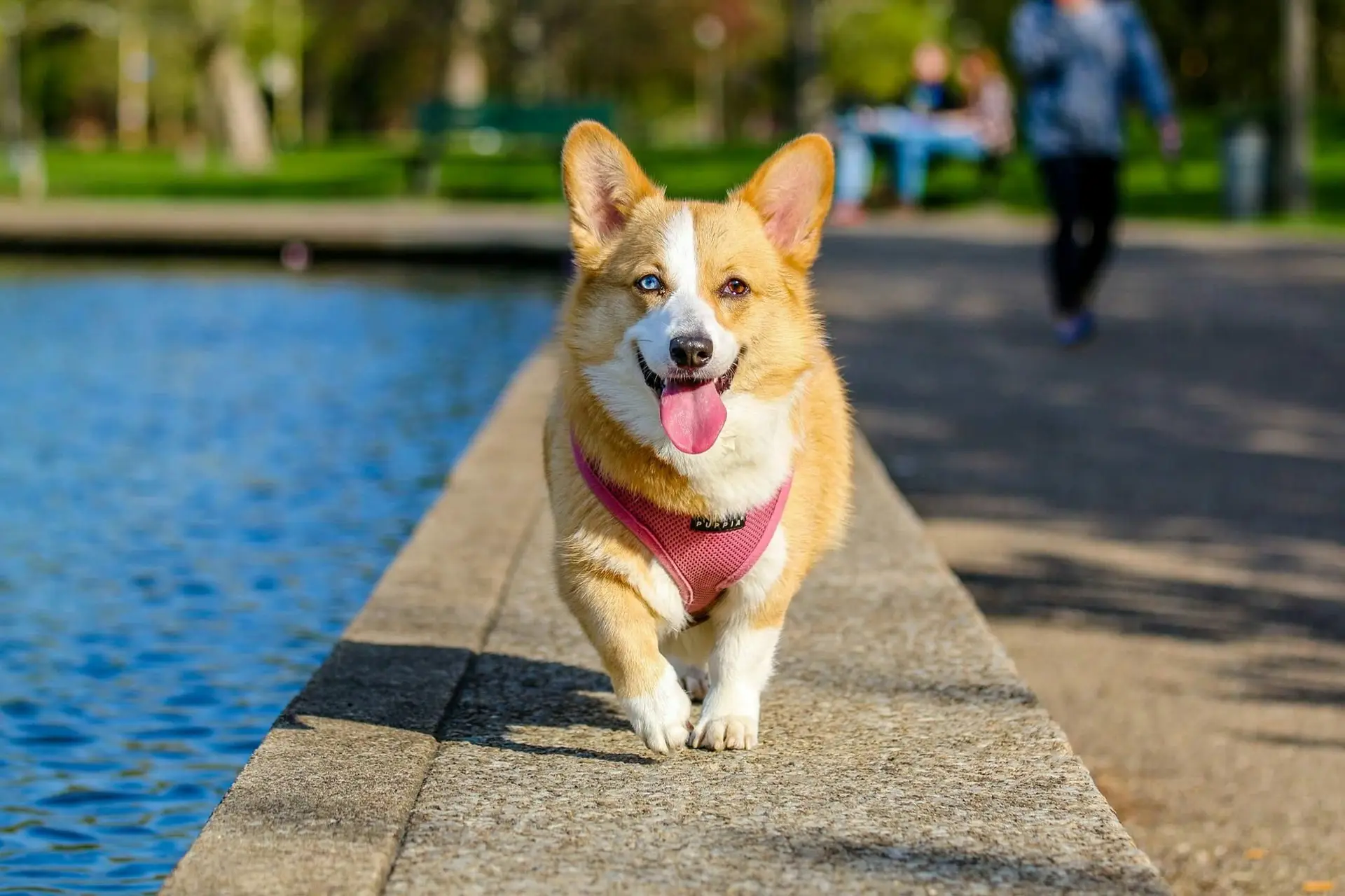Adult brown and white pembroke welsh corgi near the body of water.