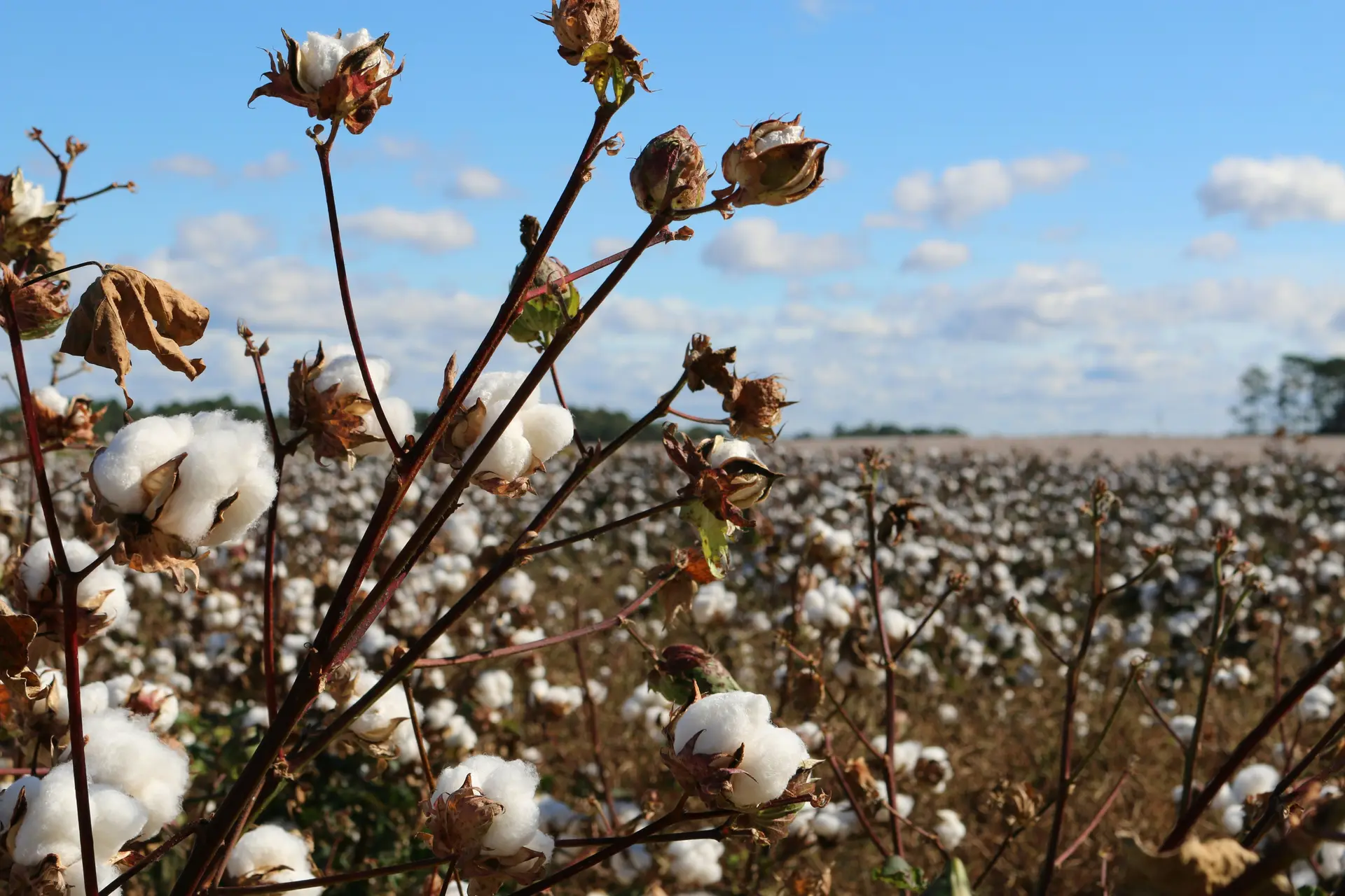 A field full of blooming cotton plants.
