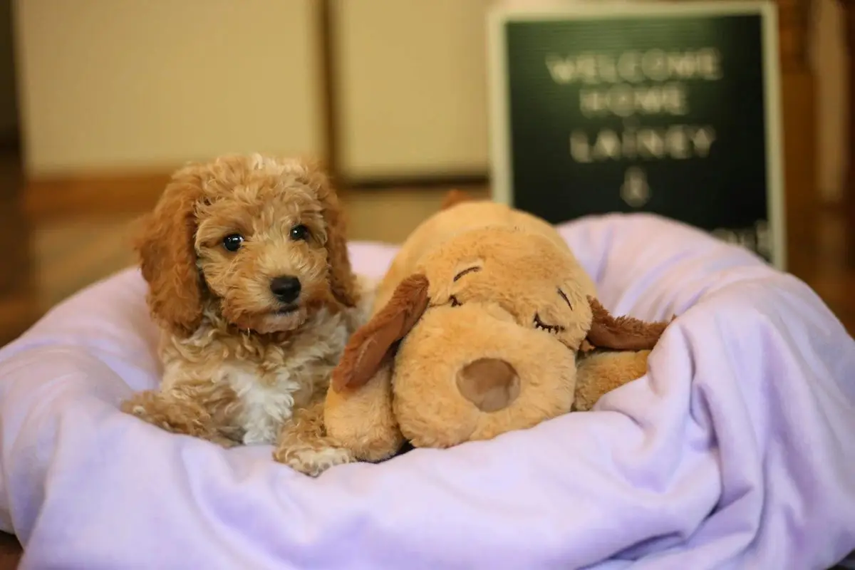 A-puppy-and-its-toy.jpg
