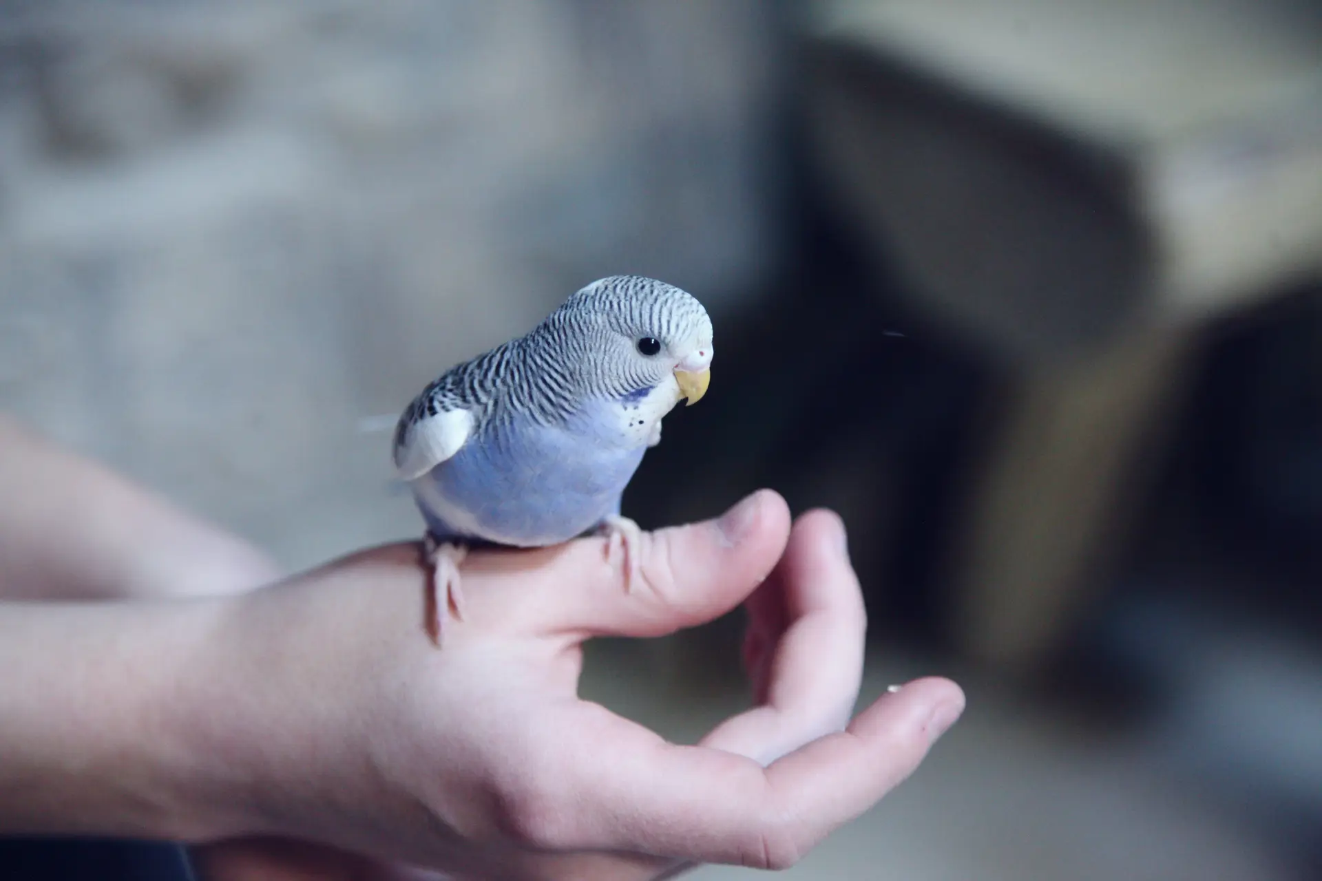 A blue parakeet on a person's hand.