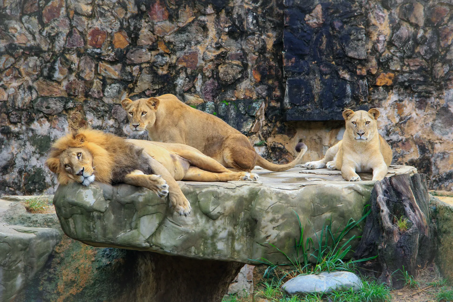 lion.jpg