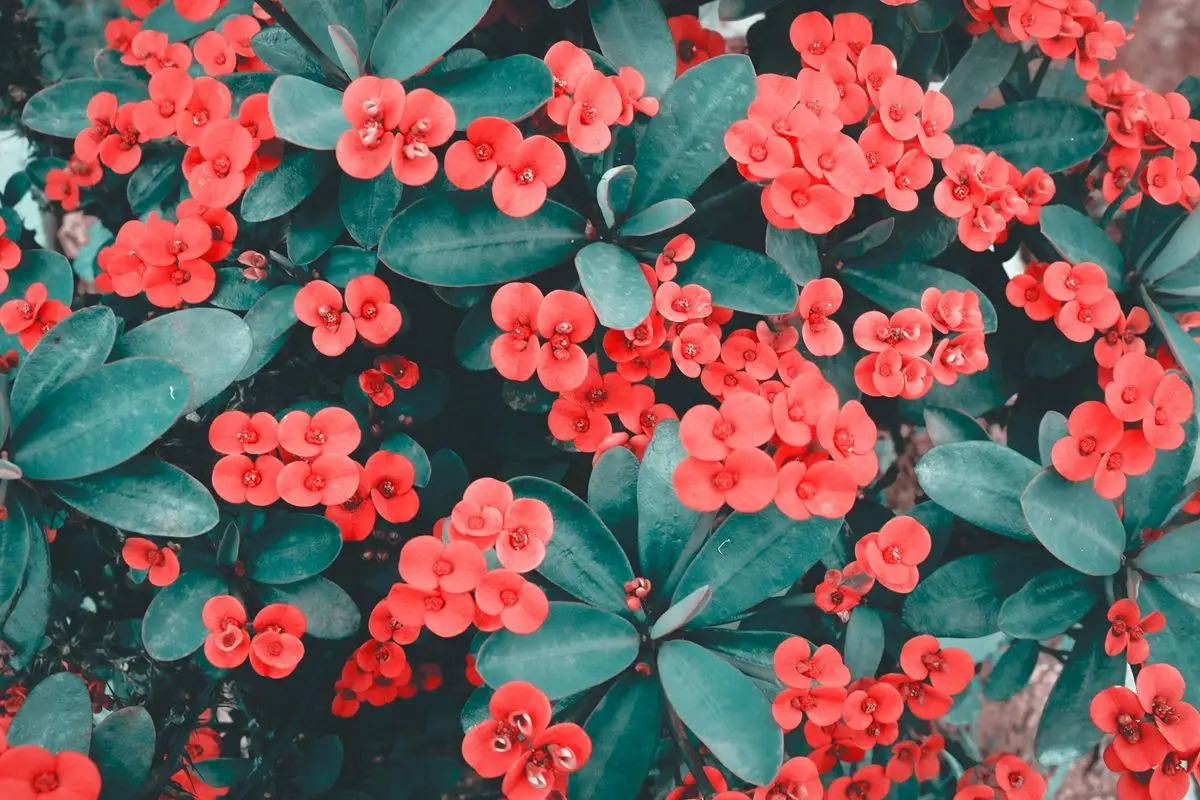 Bunch of blooming red flowers with green leaves in a garden.