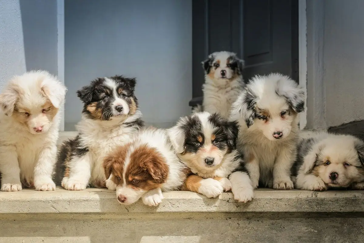 A group of 7 puppies, also known as a litter, sitting on a wooden porch.