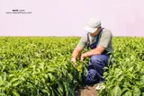 Farmworker Appreciation Day